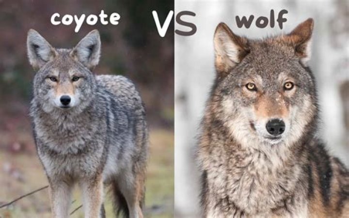How do you get a pack in Wolf Quest?