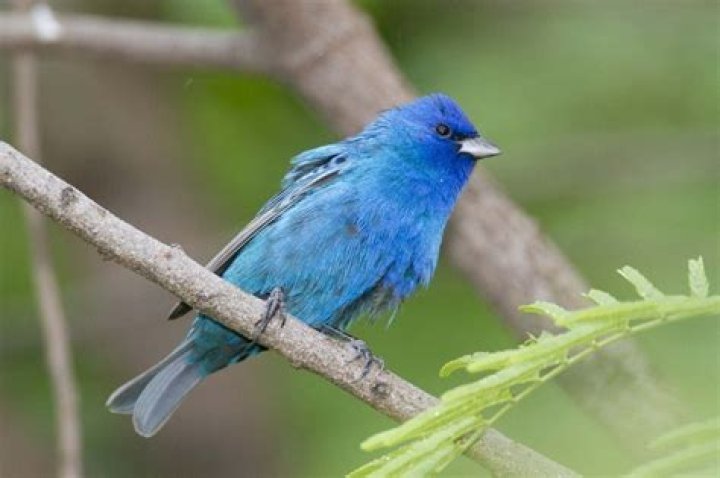 Lewis Lazuli