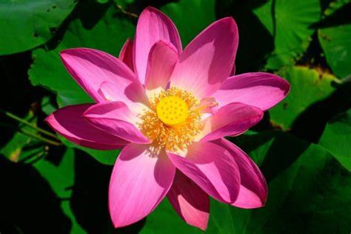 Lotus Blossom