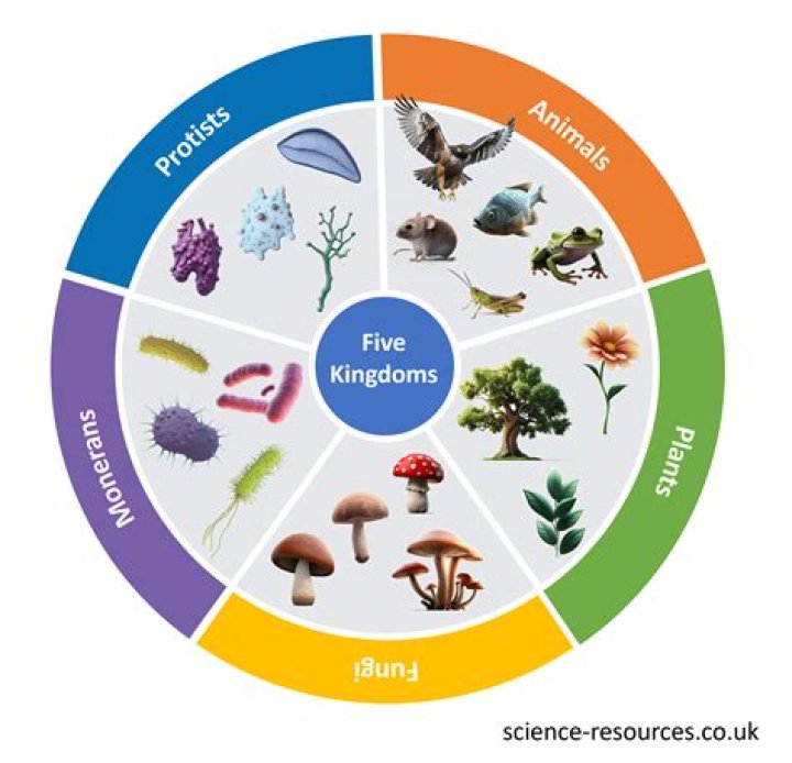 What are the five resource types in Catan?