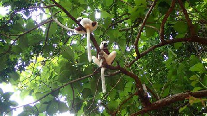 What kind of habitat does a sifaka live in?
